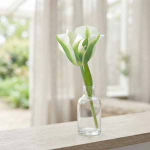 Tulipa Viridiflora ‘Spring Green’ Flower Bulbs – 7 Pack