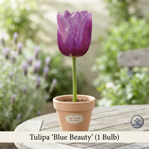 Tulipa Triumph ‘Blue Beauty’ Tulip Bulbs – 10 Pack