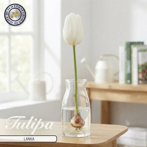 Tulipa Darwin Hybrid ‘Lanka’ Flower Bulbs – 7 Bulbs