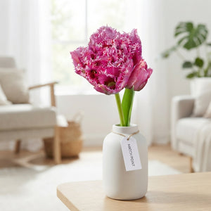 Tulipa ‘Match Point’ Fringed Double Tulip Bulbs – 7 Bulbs