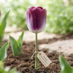 Tulipa Triumph ‘Kansas Proud’ Tulip Bulbs – Size 12/+