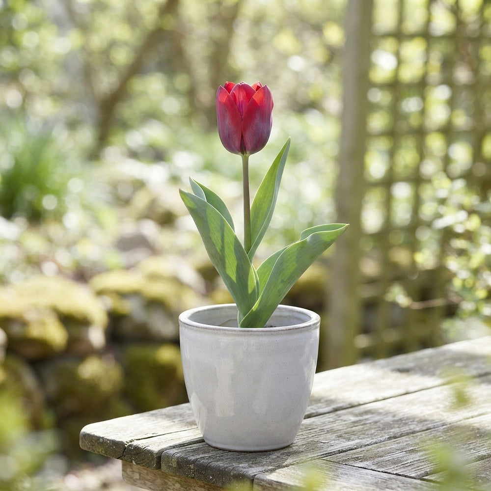 Kaufmanniana Tulip Bulbs – Mixed Colours, Pack of 10