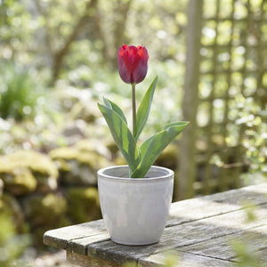 Kaufmanniana Tulip Bulbs – Mixed Colours, Pack of 10