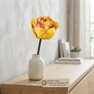 Double Late Tulip ‘Sundowner’ Bulbs – 7 Pack