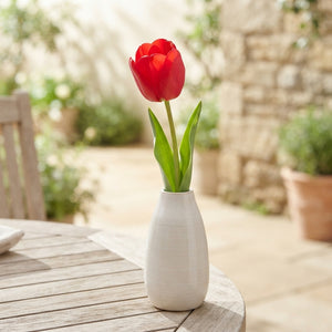 Van Gogh Tulip Bulb Collection – 10 Bulbs
