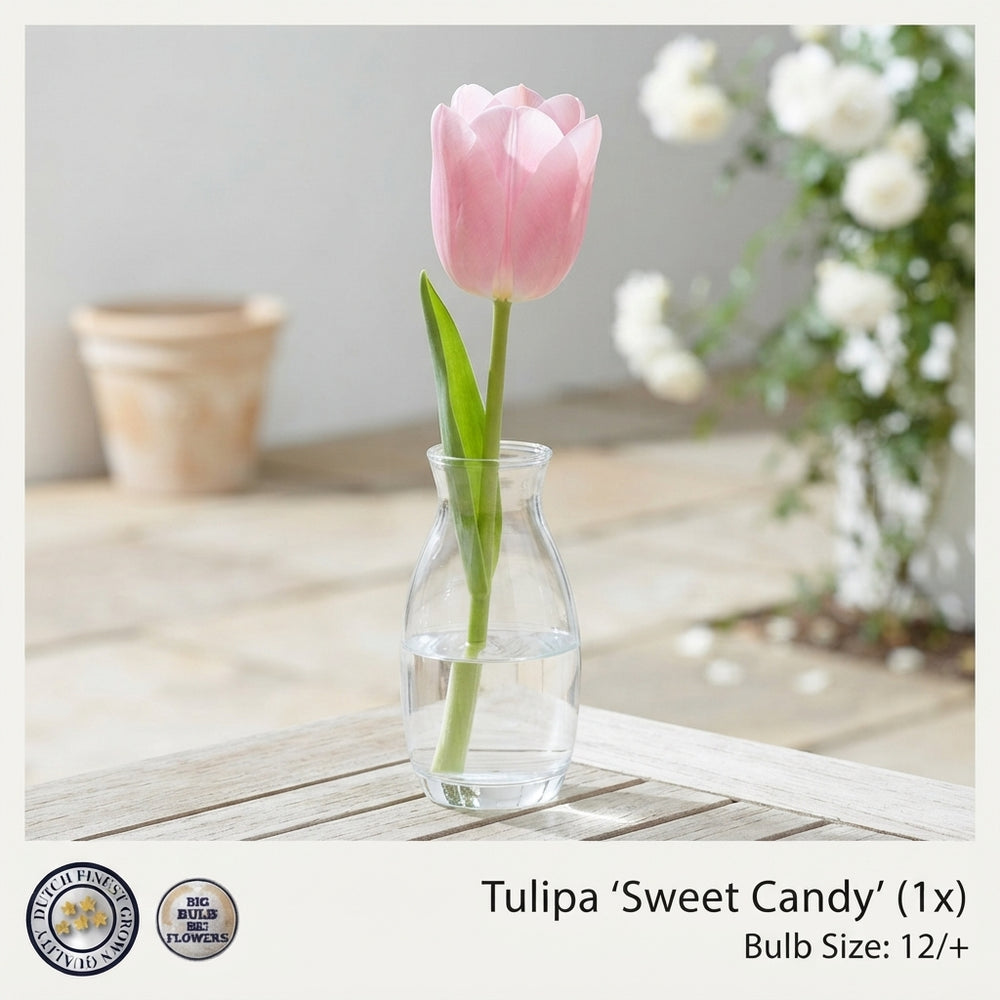Tulipa ‘Garden Sweet Candy’ Flower Bulbs – 12/+