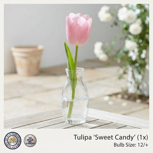 Tulipa ‘Garden Sweet Candy’ Flower Bulbs – 12/+