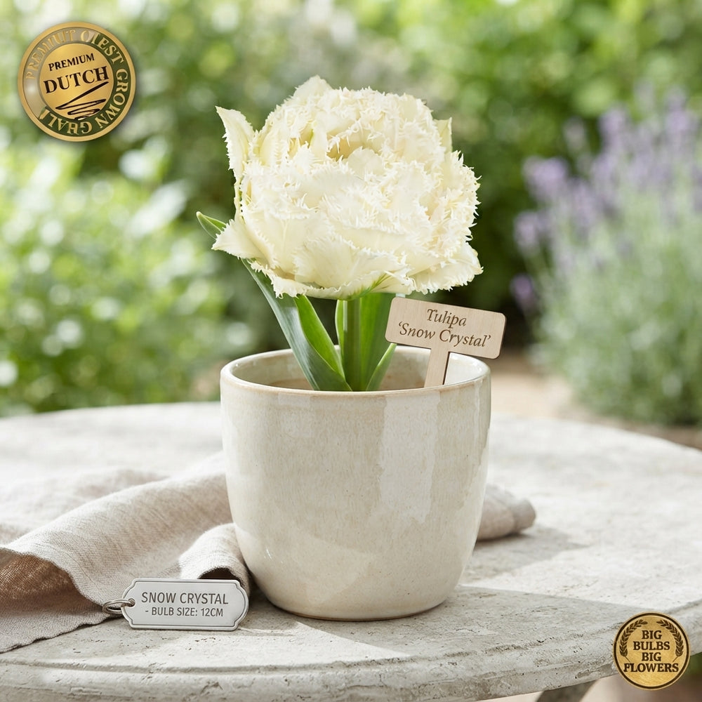 Tulipa ‘Fringed Double Snow Crystal’ Flower Bulbs – Pack of 7