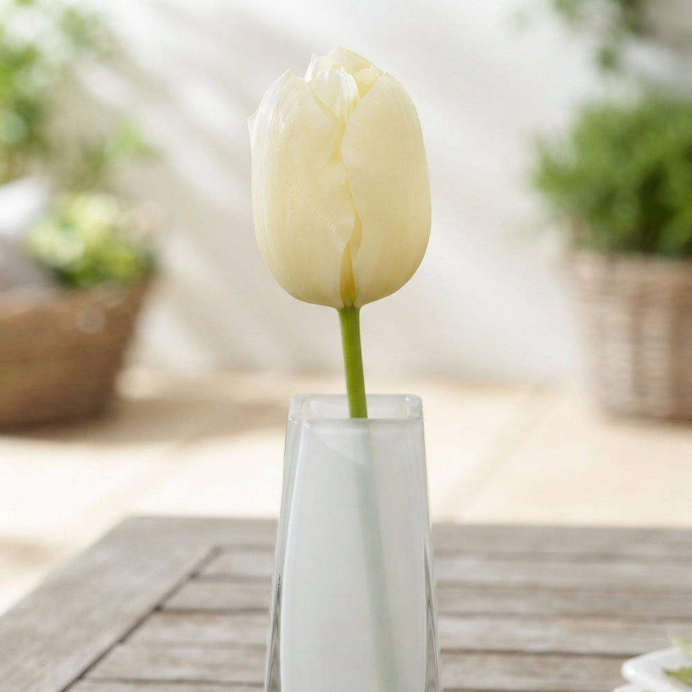 Tulipa ‘City of Vancouver’ Single Late Tulip Bulbs – Pack of 10