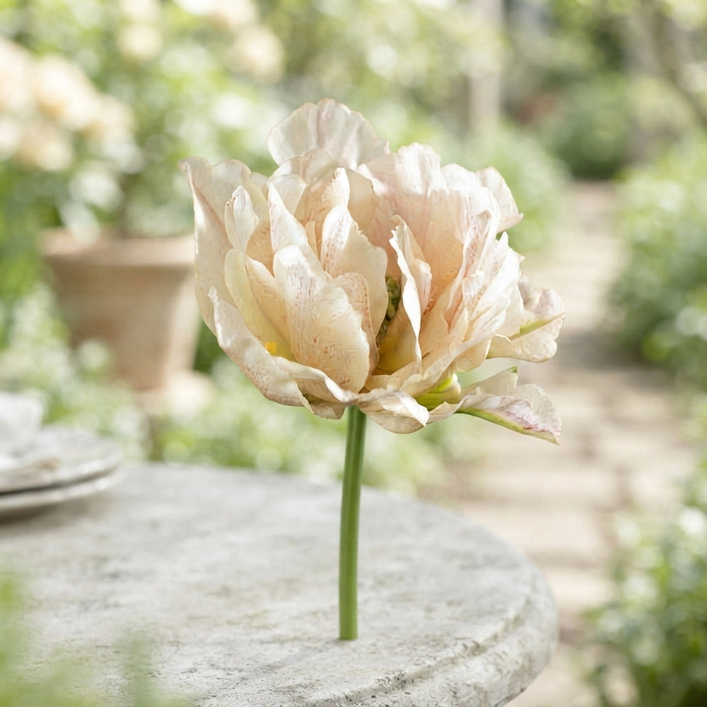Tulipa ‘Silk Road’ Double Early Tulip Bulbs – Pack of 7