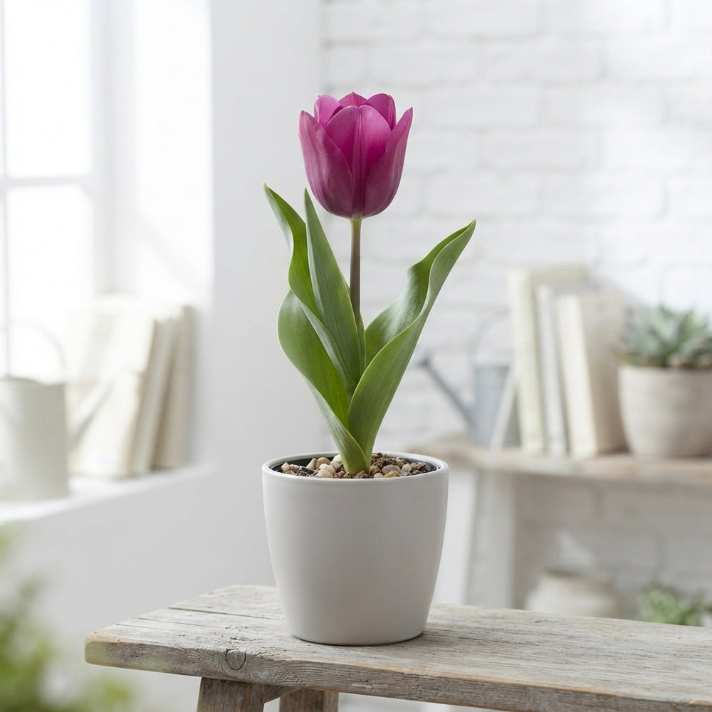 Tulipa Multiflora ‘Night Club’ Flower Bulbs – 7 Bulbs