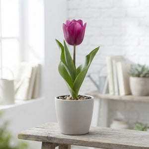 Tulipa Multiflora ‘Night Club’ Flower Bulbs – 7 Bulbs