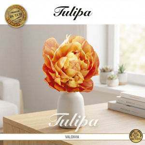 Tulipa Double Late ‘Valdivia’ Tulip Bulbs – 7 Bulbs