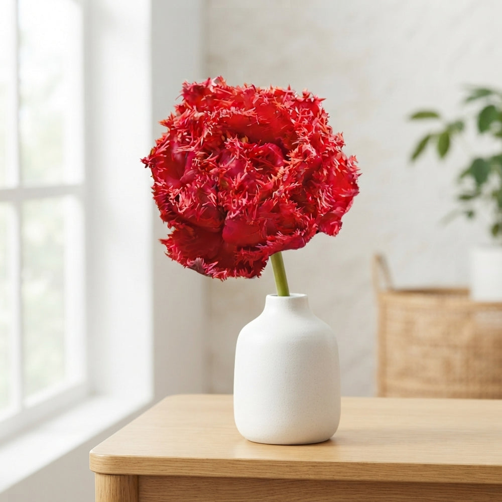 Fringed Double Tulip ‘Quatar’ Flower Bulbs – 7 Bulbs