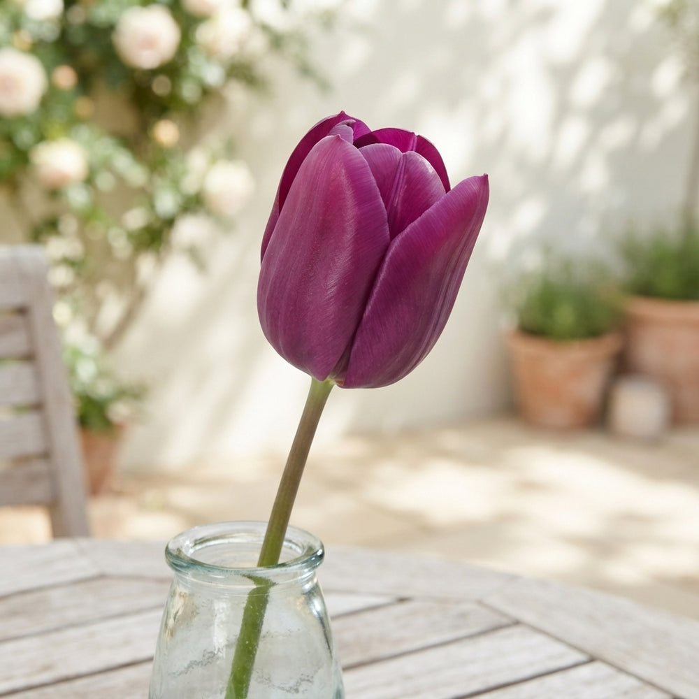 Tulip ‘Passio Glosy’ Triumph Bulbs – 7 Bulbs