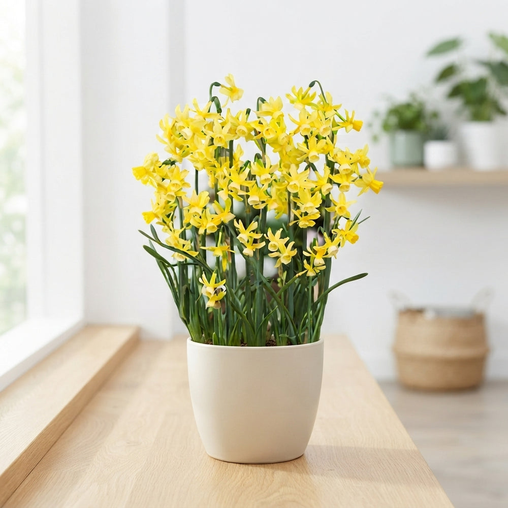 Narcissus ‘Hawera’ Daffodil Bulbs – 10/12