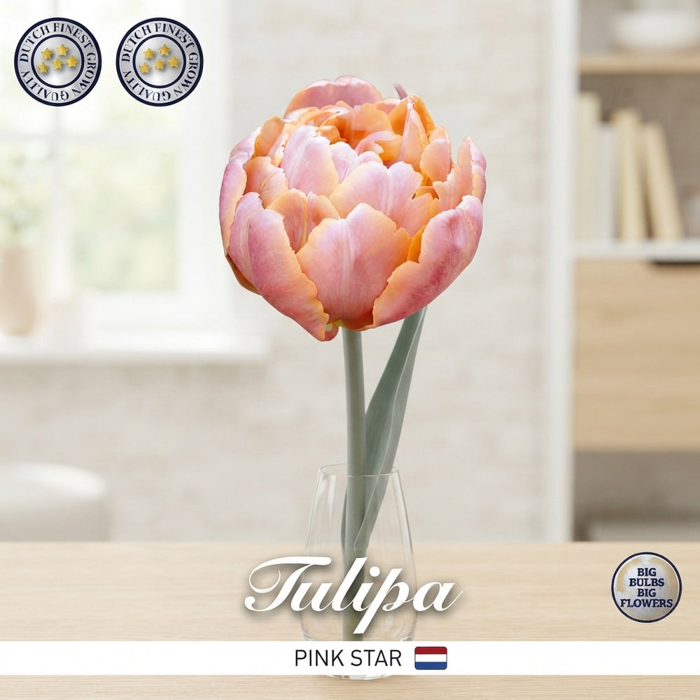 Pink Star Double Late Tulip Bulbs – 7 Bulbs