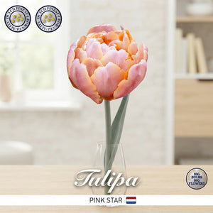 Pink Star Double Late Tulip Bulbs – 7 Bulbs