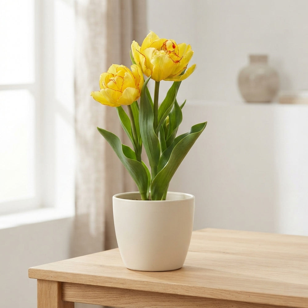 Tulipa 'Aquilla' Yellow Tulip Bulbs – Size 12/+