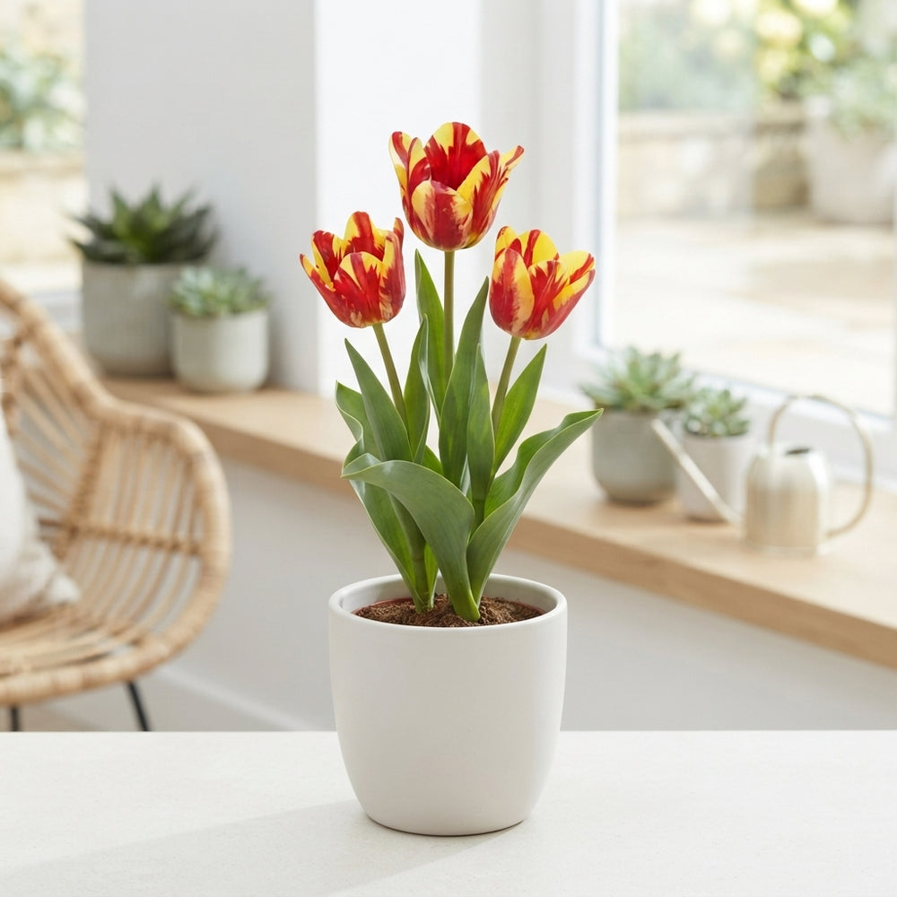 Tulipa ‘Multiflora Wonder Club’ Flower Bulbs – 7 Bulbs