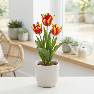 Tulipa ‘Multiflora Wonder Club’ Flower Bulbs – 7 Bulbs