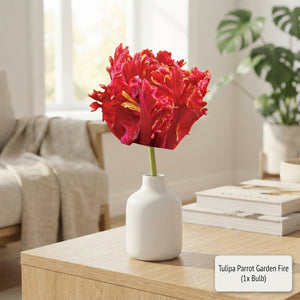 Tulipa ‘Parrot Garden Fire’ Flower Bulbs – Pack of 7