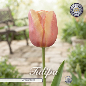 Tulip ‘Apricot Foxx’ Flower Bulbs – Size 12/+