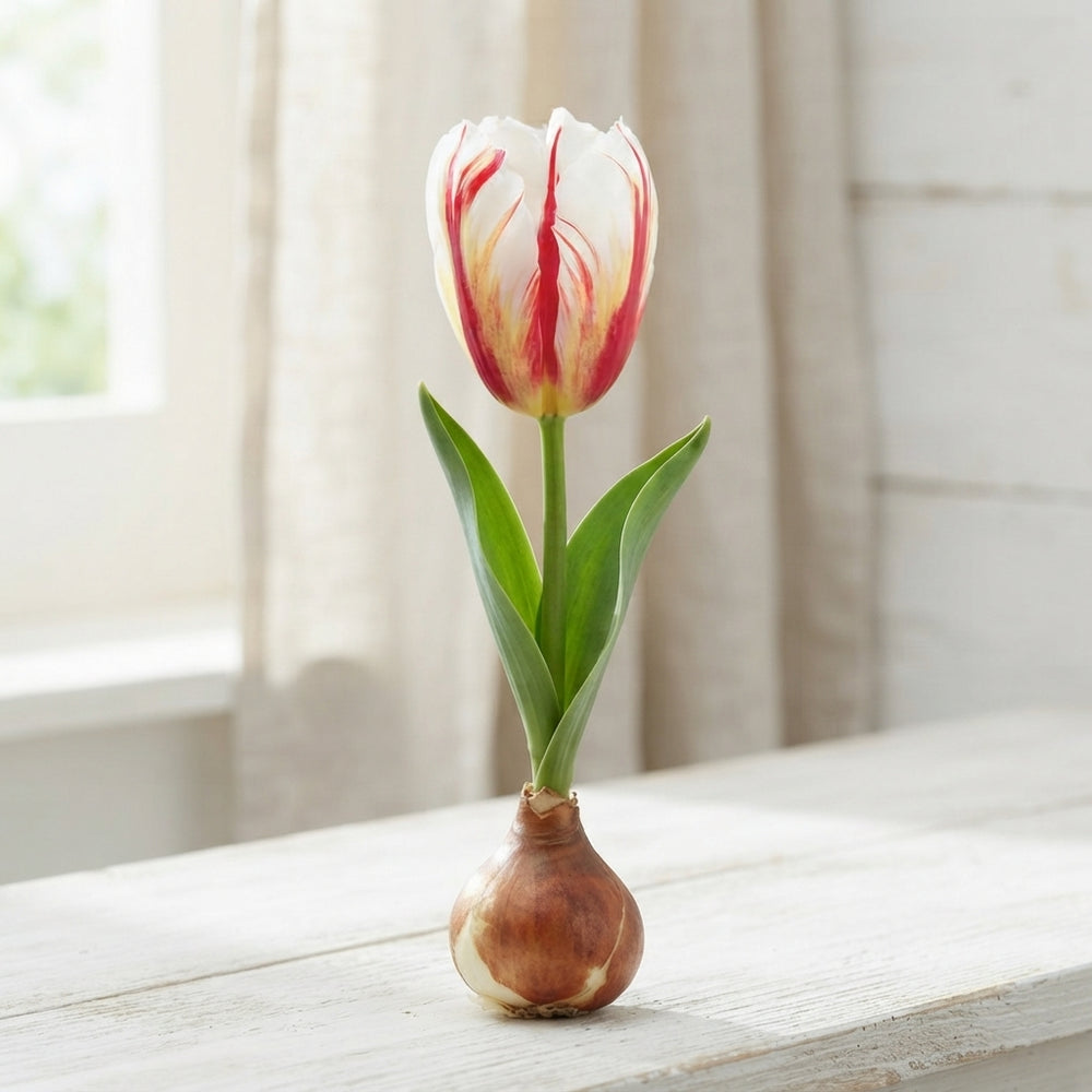 Tulipa Triumph ‘Carnaval de Rio’ Flower Bulbs – 12/+