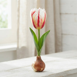 Tulipa Triumph ‘Carnaval de Rio’ Flower Bulbs – 12/+