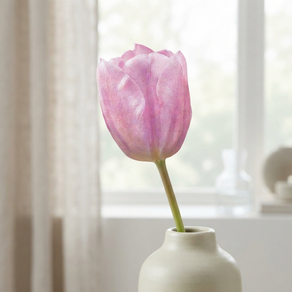 Tulip ‘Synaeda Amor’ Triumph Bulbs – 10 Pack