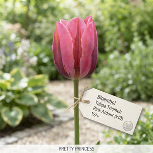 Tulipa ‘Pink Ardour’ Triumph Tulip Bulbs – 12cm+