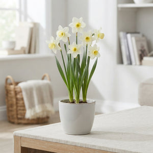 Narcissus ‘Sailboat’ Daffodil Bulbs – Size 10/12