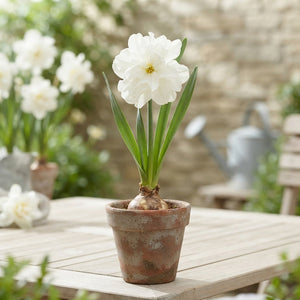 Narcissus ‘Albo Plenus’ Double Daffodil Bulbs – 5 Pack
