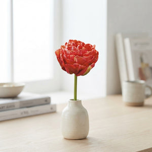 Tulipa ‘Double Late Pamplona’ Flower Bulbs – 7 Pack