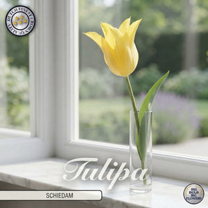 Tulipa Lilyflowering Schiedam Flower Bulbs – 7 Bulbs