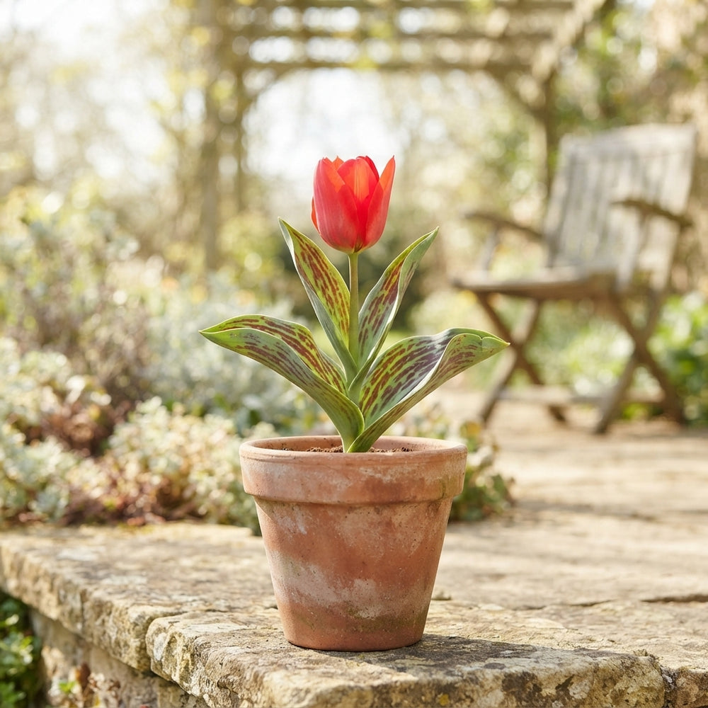 Red Riding Hood Greigii Tulip Bulbs – 7 Bulbs