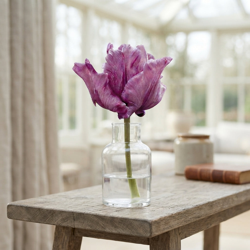 Tulipa ‘Parrot James Last’ – 7 Flower Bulbs