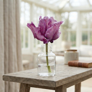Tulipa ‘Parrot James Last’ – 7 Flower Bulbs