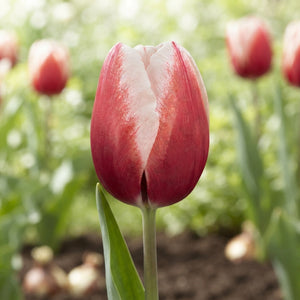 Tulipa Triumph ‘Timeless’ Tulip Bulbs – 7 Bulbs