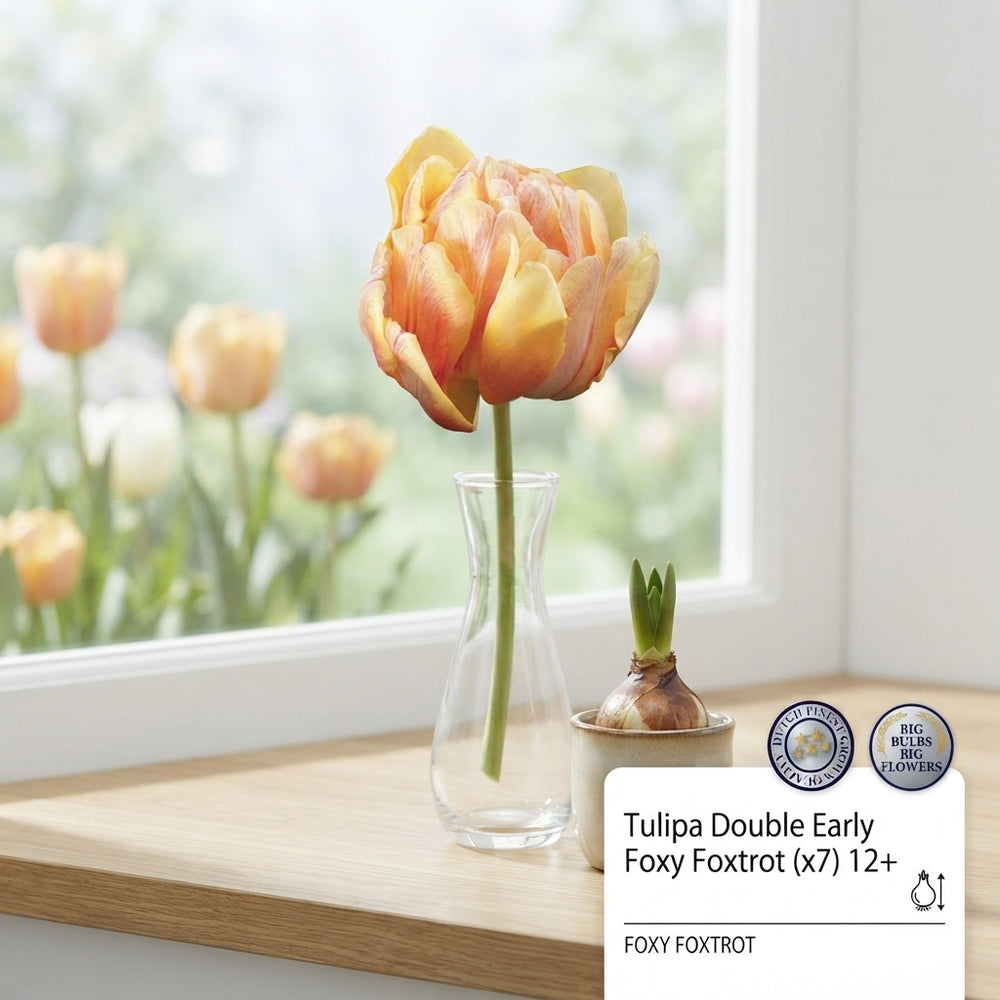 Tulipa Double Early ‘Foxy Foxtrot’ Flower Bulbs – 7 Bulbs