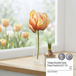 Tulipa Double Early ‘Foxy Foxtrot’ Flower Bulbs – 7 Bulbs