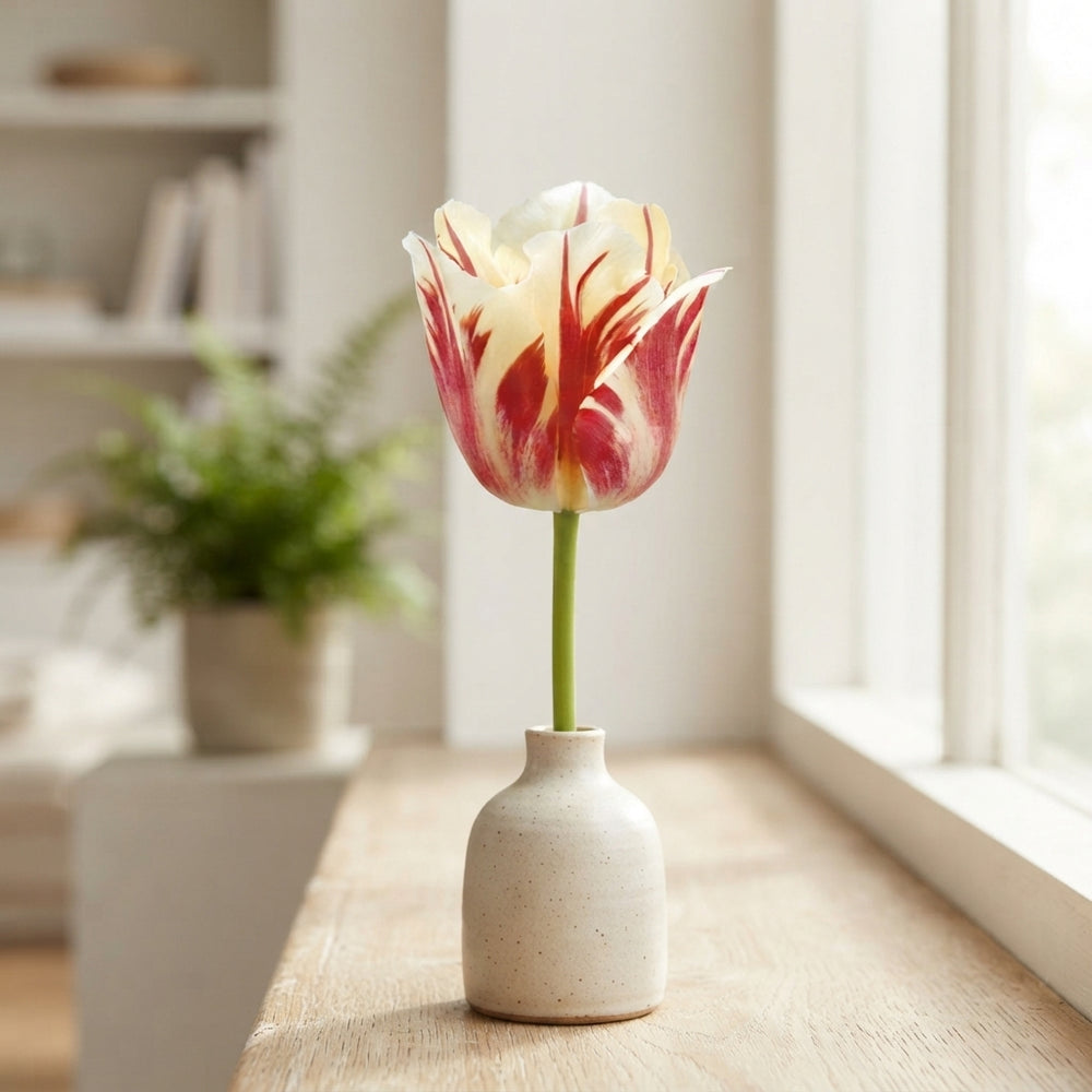Tulipa ‘Sorbet’ Single Late Tulip Bulbs – 7 Pack