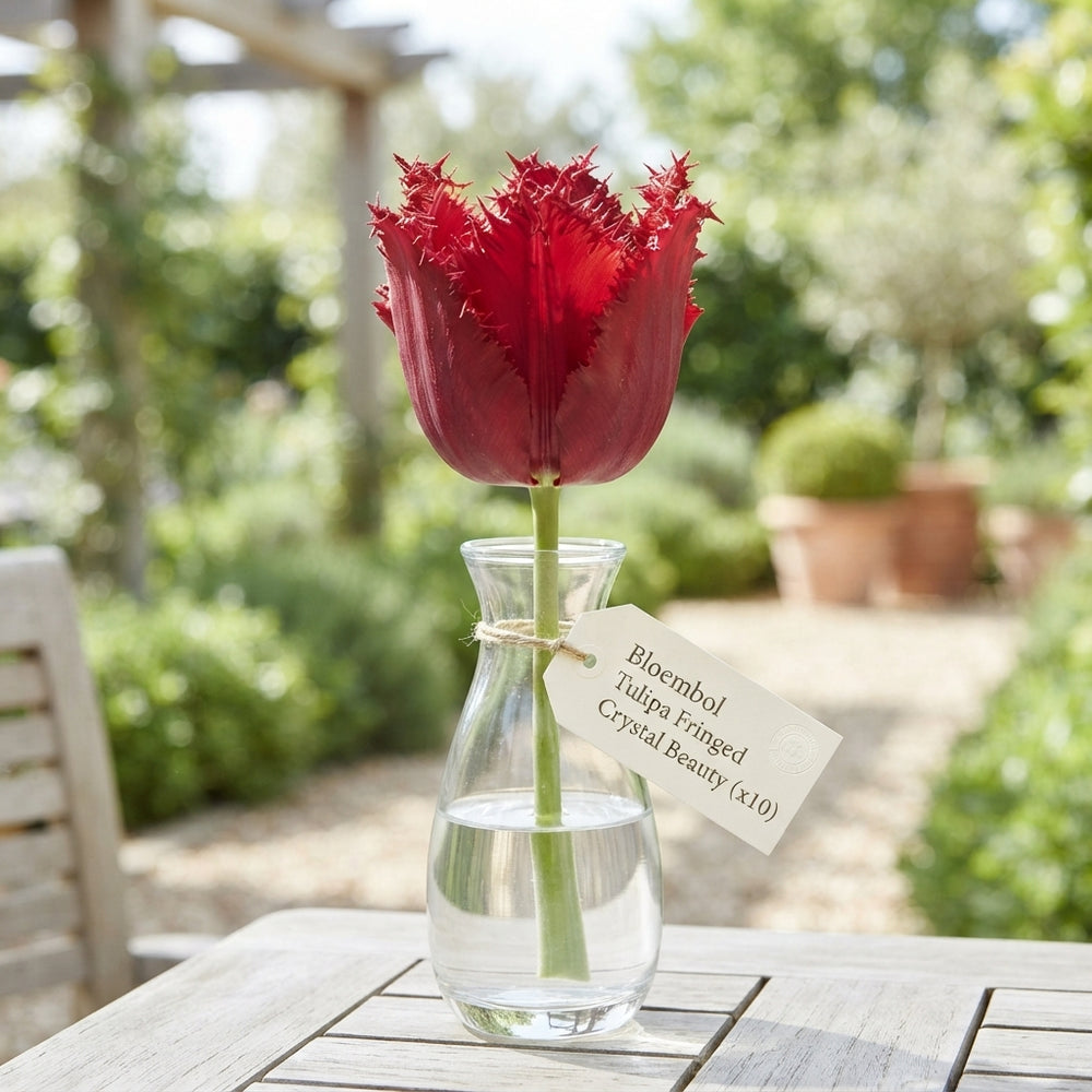 Fringed Tulip ‘Crystal Beauty’ Flower Bulbs – 10 Pack