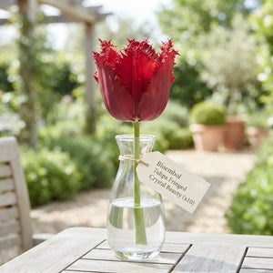 Fringed Tulip ‘Crystal Beauty’ Flower Bulbs – 10 Pack