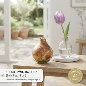 Tulipa Triumph ‘Synaeda Blue’ Flower Bulbs – 7 Bulbs