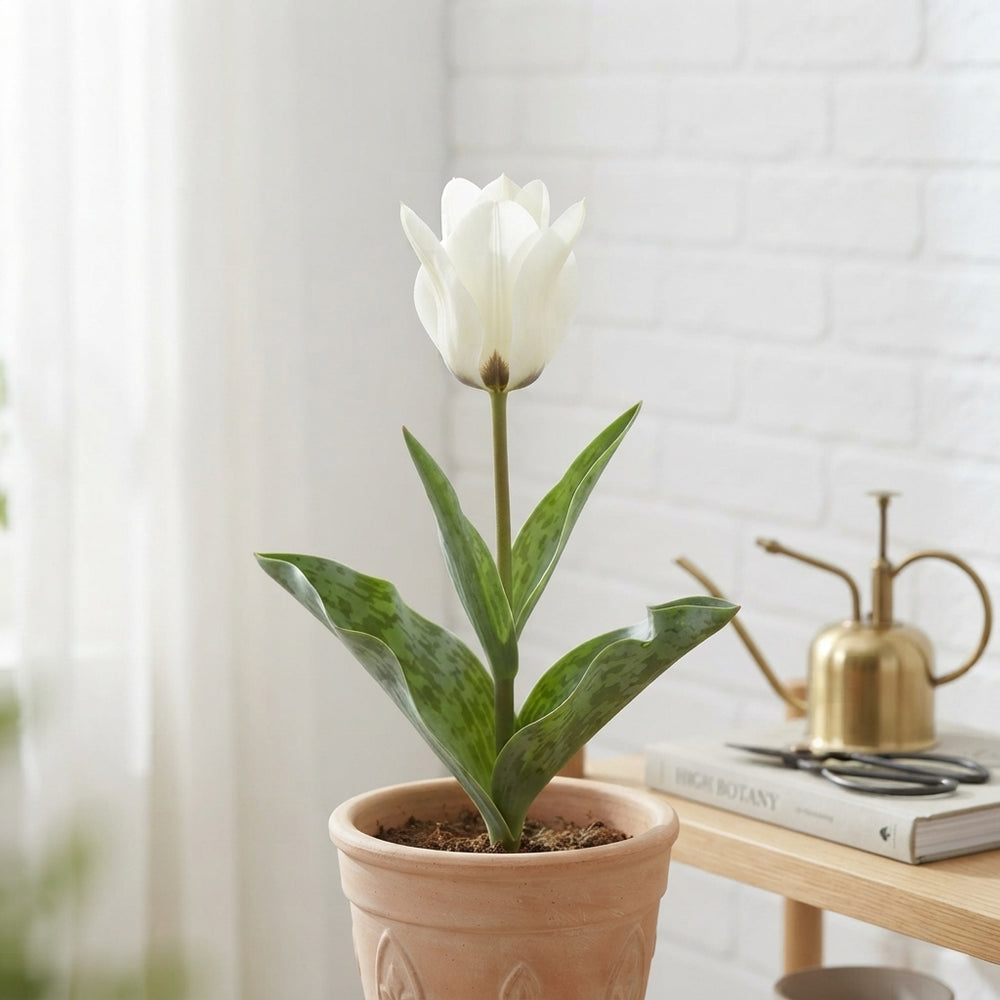 Tulipa kaufmanniana ‘Concerto’ Spring Flower Bulbs – 12/+