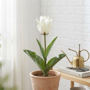 Tulipa kaufmanniana ‘Concerto’ Spring Flower Bulbs – 12/+