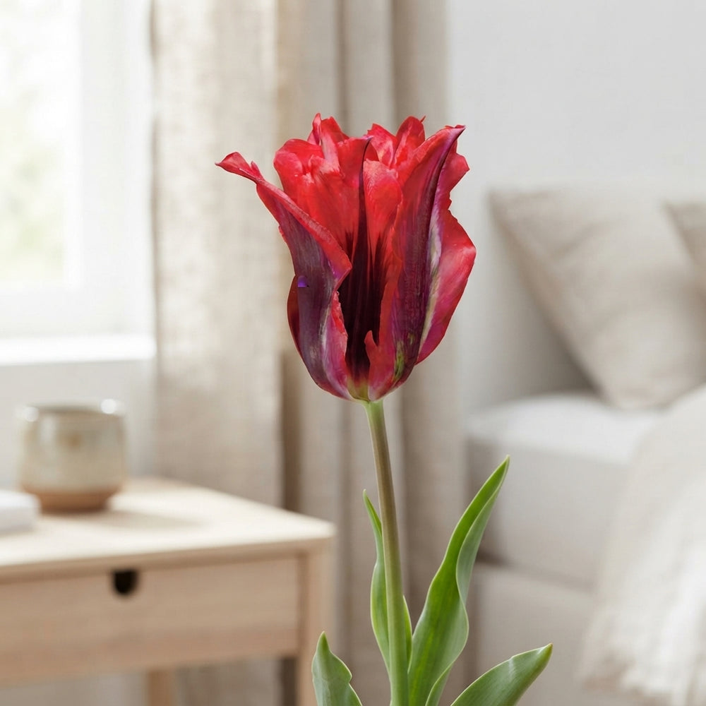 Tulipa Viridiflora ‘Esperanto’ Flower Bulbs – 7 Bulbs
