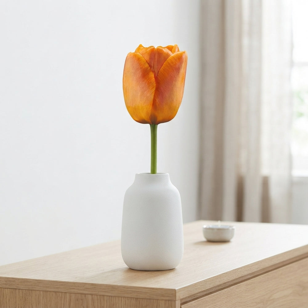 Tulipa ‘Daydream’ Tulip Bulbs – 12cm+