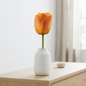 Tulipa ‘Daydream’ Tulip Bulbs – 12cm+